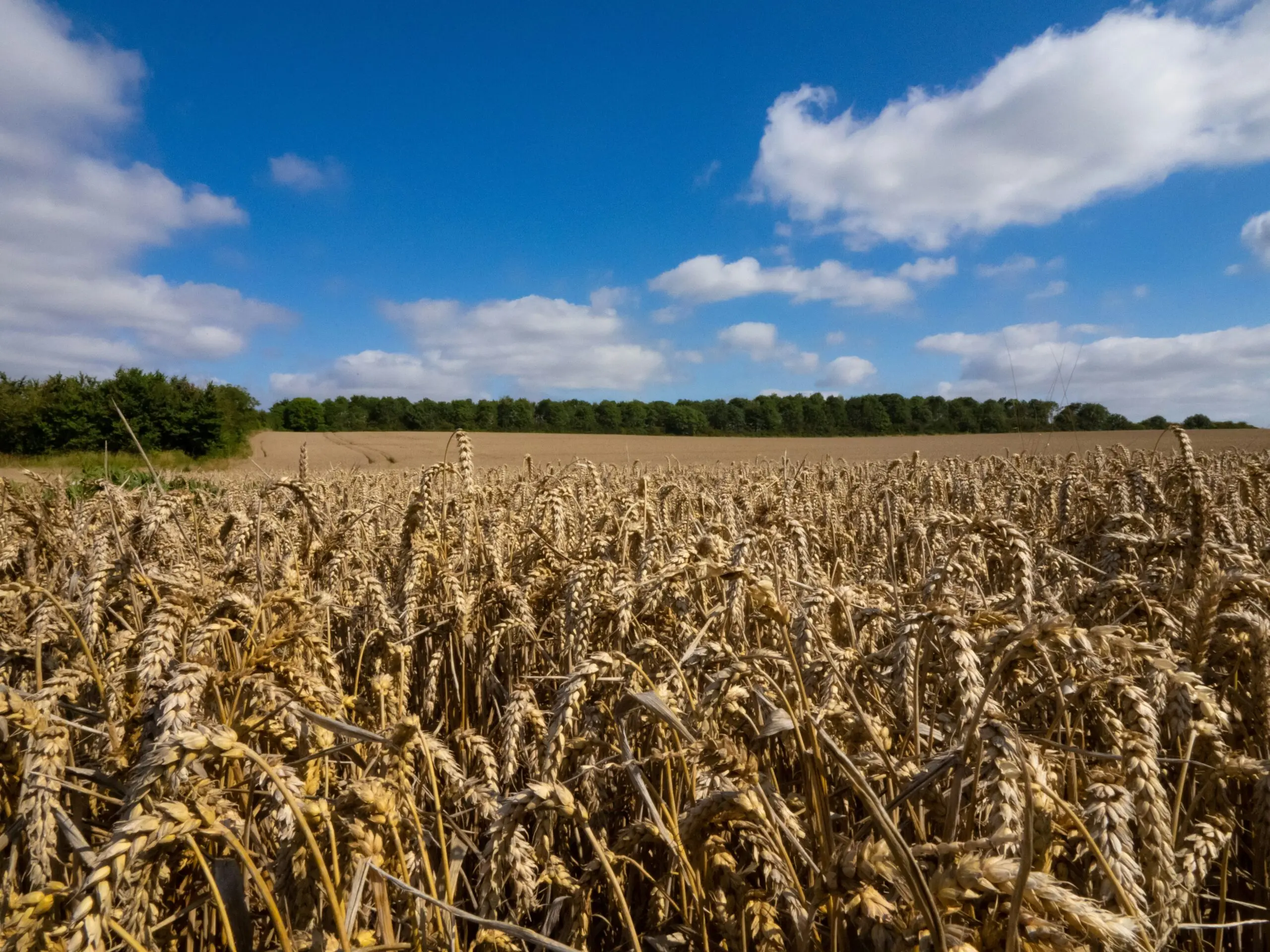 Image of a large cornfield with a blue and cloudy sky