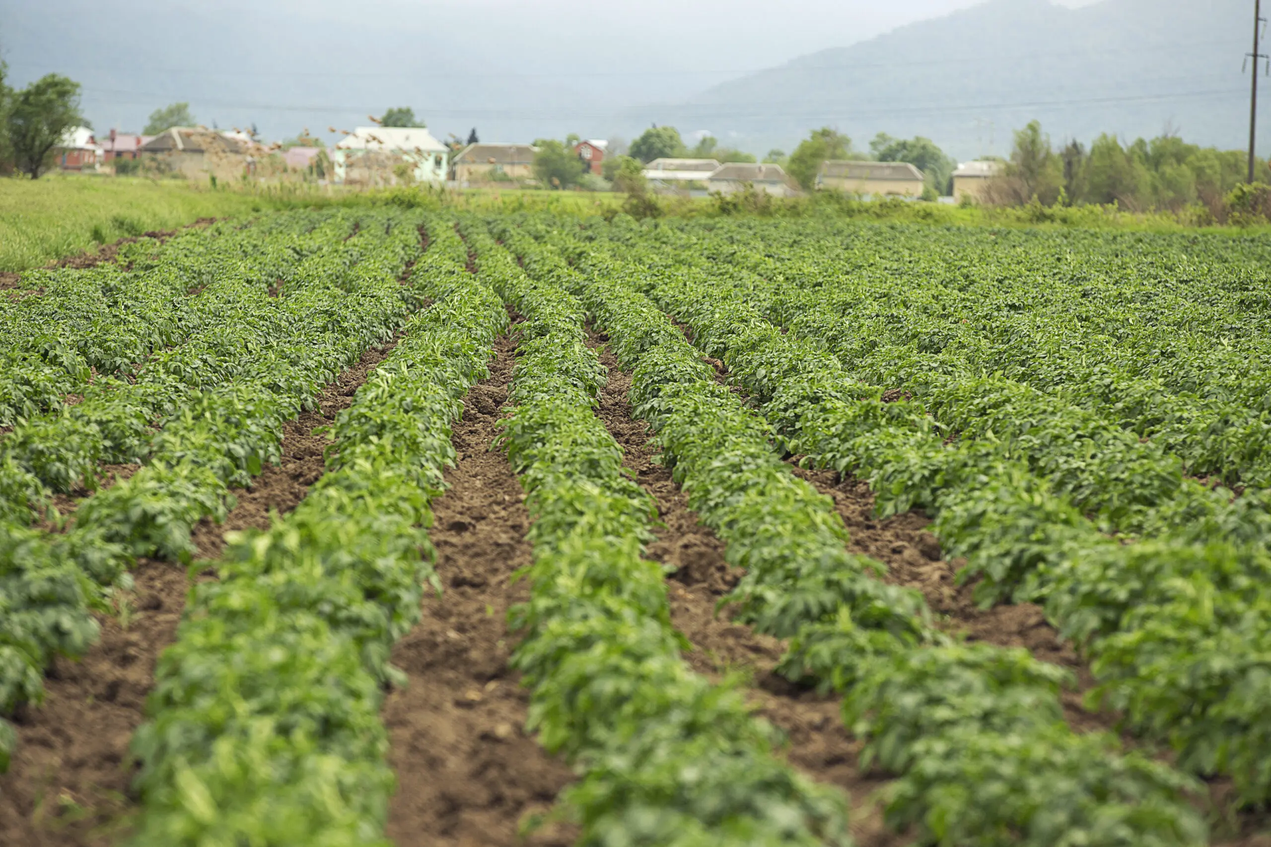 green plantation with harvest village